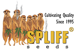 Spliff Seeds Feminised Auto-flowering