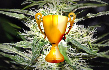 Cannabis Cup Winners