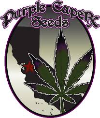 Purple Caper Regular