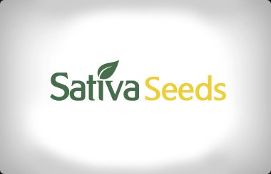 Sativa Autoflowering