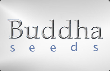 Buddha Seeds Feminized