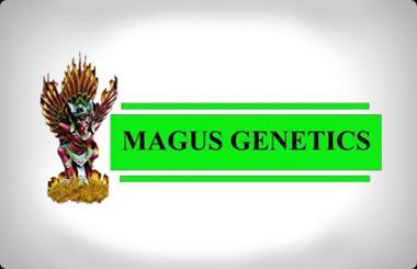Magus Genetics Feminised Seeds