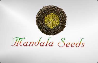 Mandala Seeds Feminized