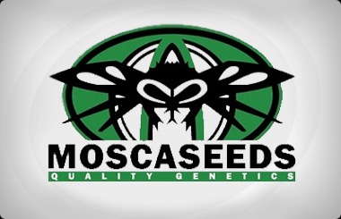 Mosca Seeds