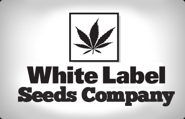 White Label Regular Seeds